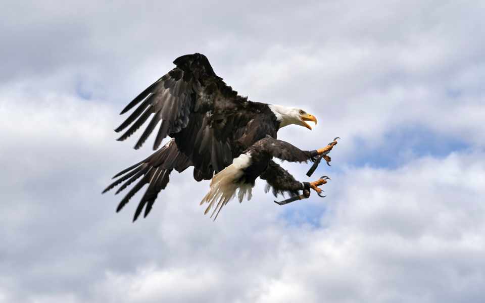 flying eagle